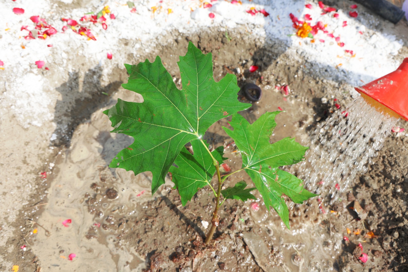 Hon’ble Lt. Governor planted 300 Cherry Blossom and Chinar saplings on 3 Islands in Yamuna between Qudsia Ghat &…
