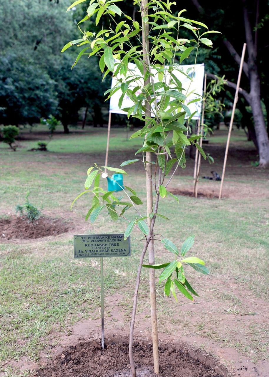 Hon’ble Lt. Governor planted a “Rudraksh” sapling in the holy month of Saawan, at Lodhi Garden, along with Hon’ble MP Ms. Bansuri Swaraj ji, under #EkPedMaaKeNaam campaign launched by Hon'ble Prime Minister. Hon’ble Lt. Governor also joined Hon’ble Lok Sabha Speaker Shri Om Birla ji in tree plantation at his residence.